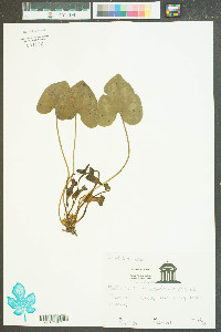 Hexastylis arifolia image