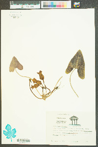 Hexastylis arifolia image