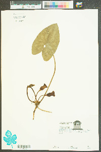 Hexastylis arifolia image