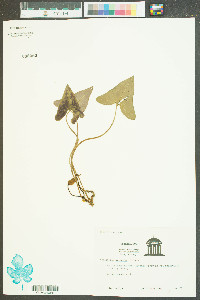 Hexastylis arifolia image