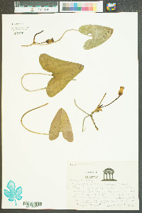 Hexastylis arifolia image