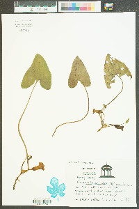 Hexastylis arifolia image