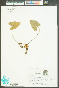 Hexastylis arifolia image