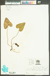 Hexastylis arifolia image