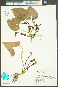 Hexastylis arifolia image