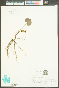 Hexastylis arifolia image