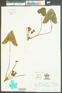 Hexastylis arifolia image