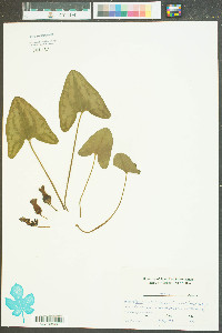 Hexastylis arifolia image