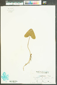 Hexastylis virginica image