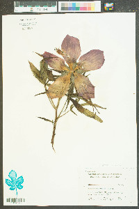 Hibiscus coccineus image