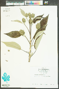 Hibiscus moscheutos image