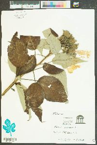 Hibiscus moscheutos image