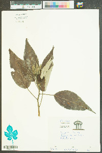 Hibiscus moscheutos image