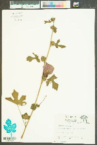 Hibiscus moscheutos image