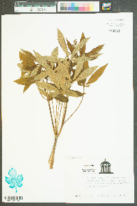 Humulus japonicus image