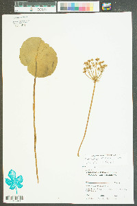 Hydrocotyle bonariensis image