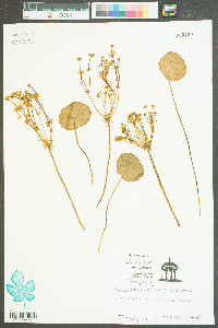 Hydrocotyle bonariensis image