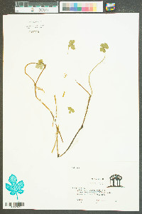 Hydrocotyle ranunculoides image