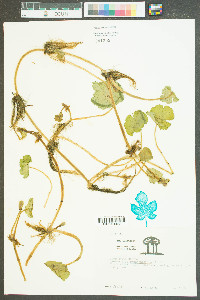 Hydrocotyle ranunculoides image