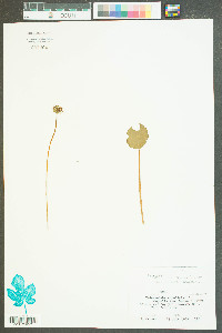 Hydrocotyle umbellata image