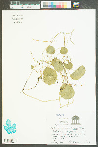 Hydrocotyle verticillata image