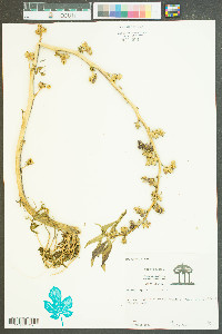 Hydrolea quadrivalvis image