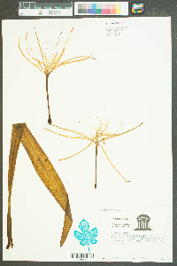 Hymenocallis crassifolia image