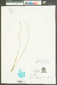 Hypericum cistifolium image