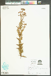 Hypericum cistifolium image