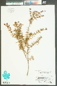 Hypericum cistifolium image