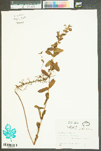 Hypericum cistifolium image