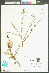 Hypericum cistifolium image