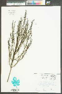 Hypericum drummondii image