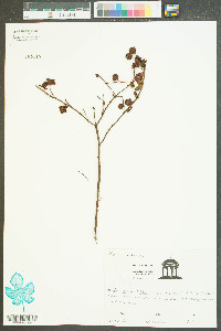 Hypericum stans image