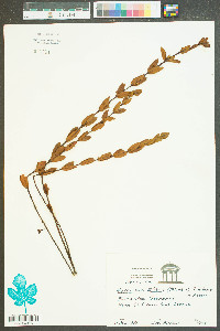 Hypericum stans image