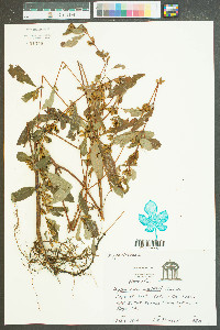 Hypericum walteri image