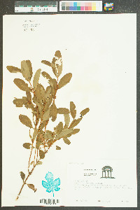 Hypericum walteri image