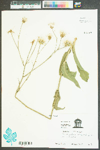 Hypochaeris elata image