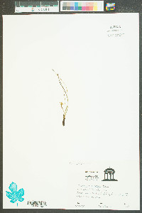 Hypoxis micrantha image