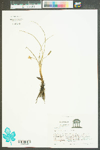 Hypoxis micrantha image