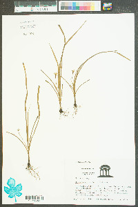 Hypoxis micrantha image