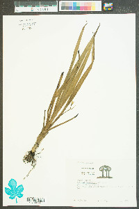 Hypoxis micrantha image