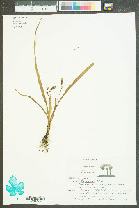 Hypoxis micrantha image