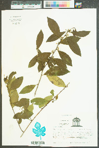 Ilex ambigua var. ambigua image