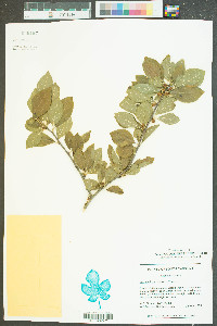 Ilex ambigua image