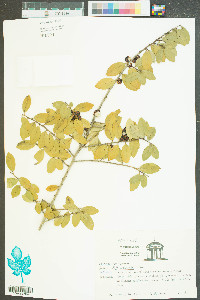 Ilex vomitoria image