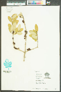 Ilex vomitoria image