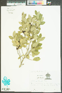 Ilex vomitoria image