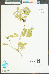 Ilex vomitoria image