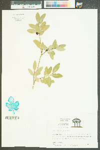 Ilex vomitoria image